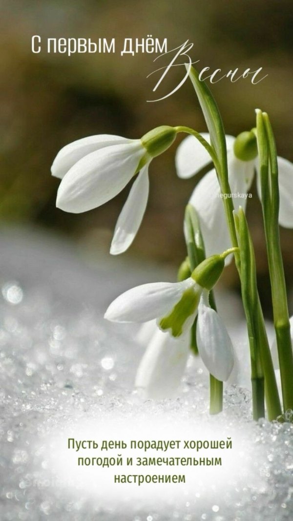 Изображение №9 720x1280 «Открытка С первым днём весны!» из коллекции «Открытки «С Весной!»»