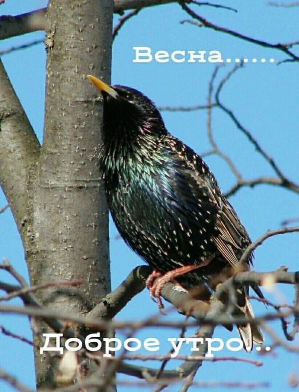 Изображение №14 822x1080 «Весна... Доброе утро!» из коллекции «Открытки «С добрым весенним утром!»»