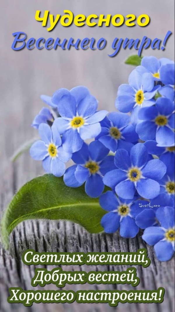 Изображение №7 564x1002 «Чудесного весеннего утра!» из коллекции «Открытки «С добрым весенним утром!»»