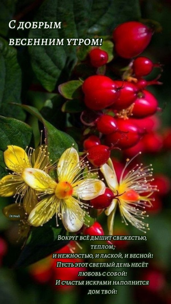 Изображение №70 564x1001 «С добрым весенным утром, цветение, ягоды» из коллекции «Открытки «С добрым весенним утром!»»