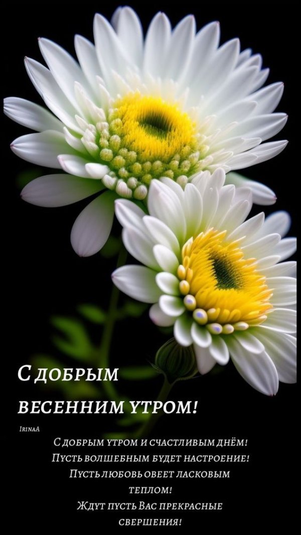 Изображение №57 564x1002 «С добрым весенным утром, ромашки» из коллекции «Открытки «С добрым весенним утром!»»