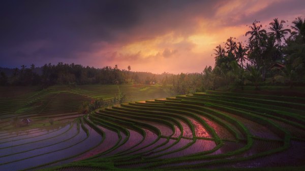 Изображение №15 1920x1080 «Красивая заставка, рисовые террасы, Бали» из коллекции «Обои Бали»