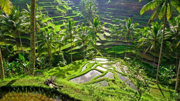 Изображение №23 4368x2457 «Рисовое поле, Бали, Индонезия 4k» из коллекции «Обои Бали»