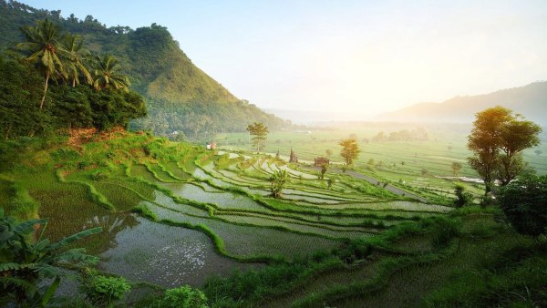 Изображение №32 1920x1080 «Бали, рисовые поля» из коллекции «Обои Бали»