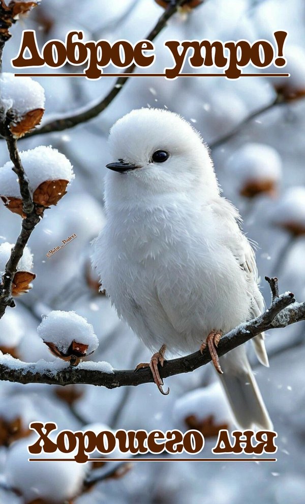 Изображение №46 1164x1920 из коллекции «Открытки «С добрым зимним утром!» с животными»