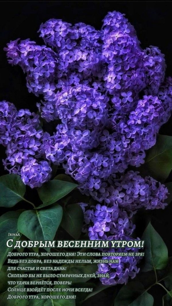 Изображение №59 564x1002 из коллекции «Открытки «С добрым весенним утром!»»