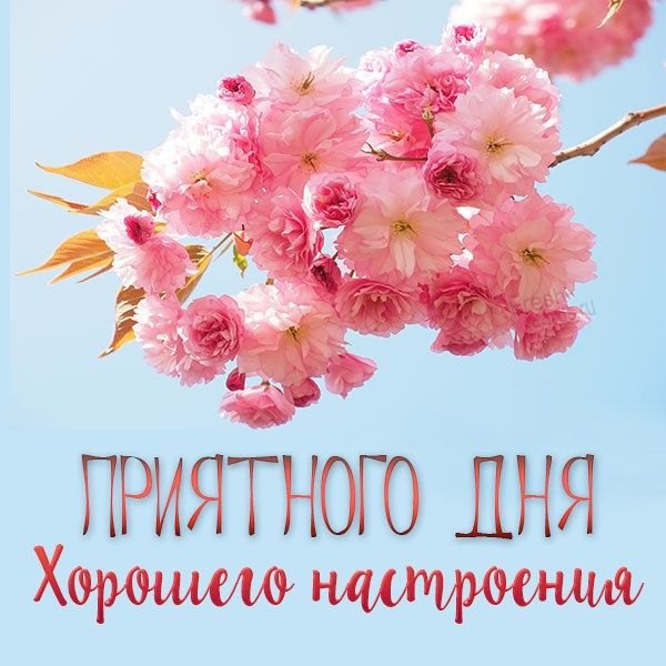Изображение №62 600x600 «Приятного дня! Хорошего настроения!» из коллекции «Весенние открытки «Хорошего доброго дня!»»