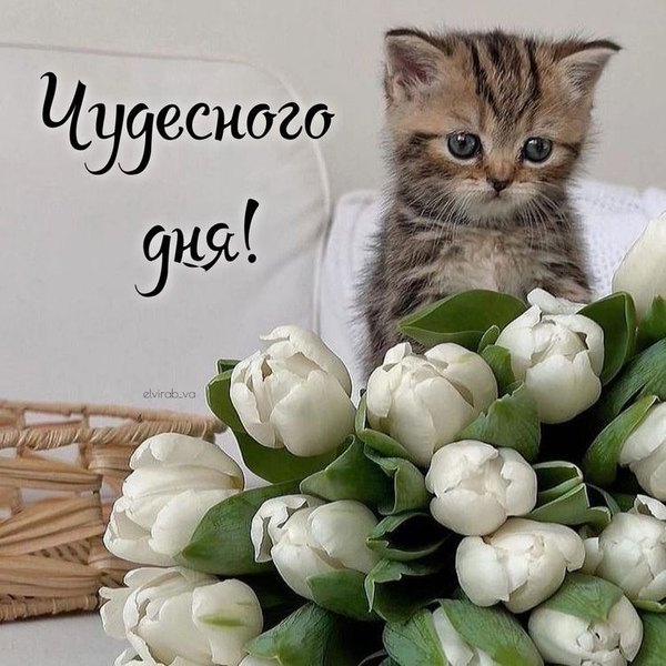Изображение №63 750x750 «Чудесного дня! Белые тюльпаны, котёнок.» из коллекции «Весенние открытки «Хорошего доброго дня!»»