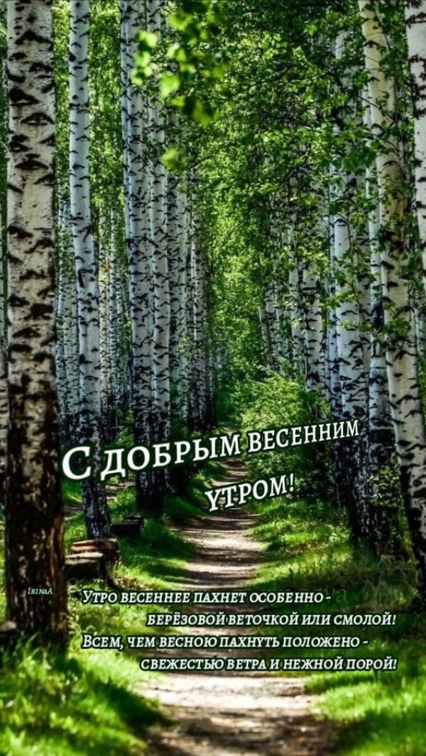 Изображение №30 564x1002 «С добрым весенным утром, березы» из коллекции «Открытки «С добрым весенним утром!»»