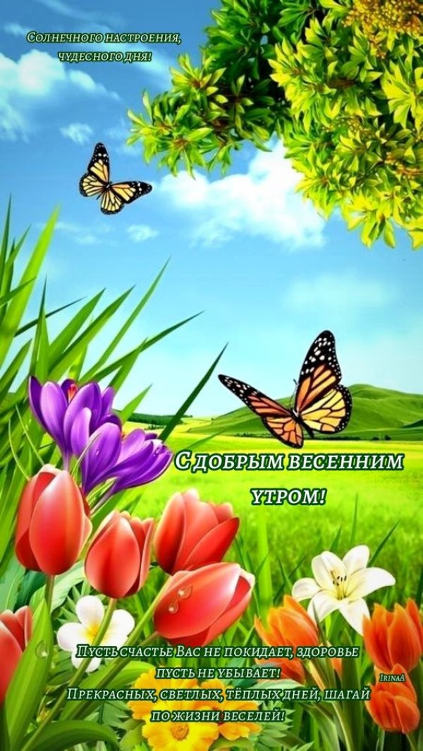 Изображение №54 564x1002 «С добрым весенным утром, цветы, бабочки, природа» из коллекции «Открытки «С добрым весенним утром!»»