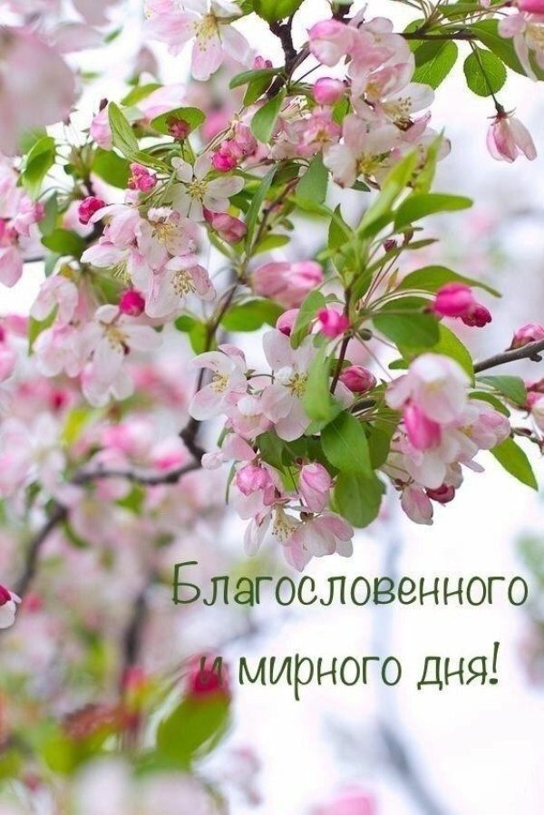 Изображение №28 564x845 «Благословенного и мирного дня!» из коллекции «Весенние открытки «Хорошего доброго дня!»»
