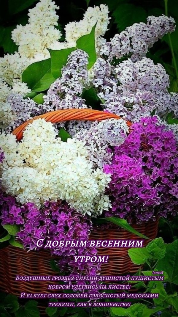 Изображение №24 564x1002 «С добрым весенным утром, сирень в корзине» из коллекции «Открытки «С добрым весенним утром!»»