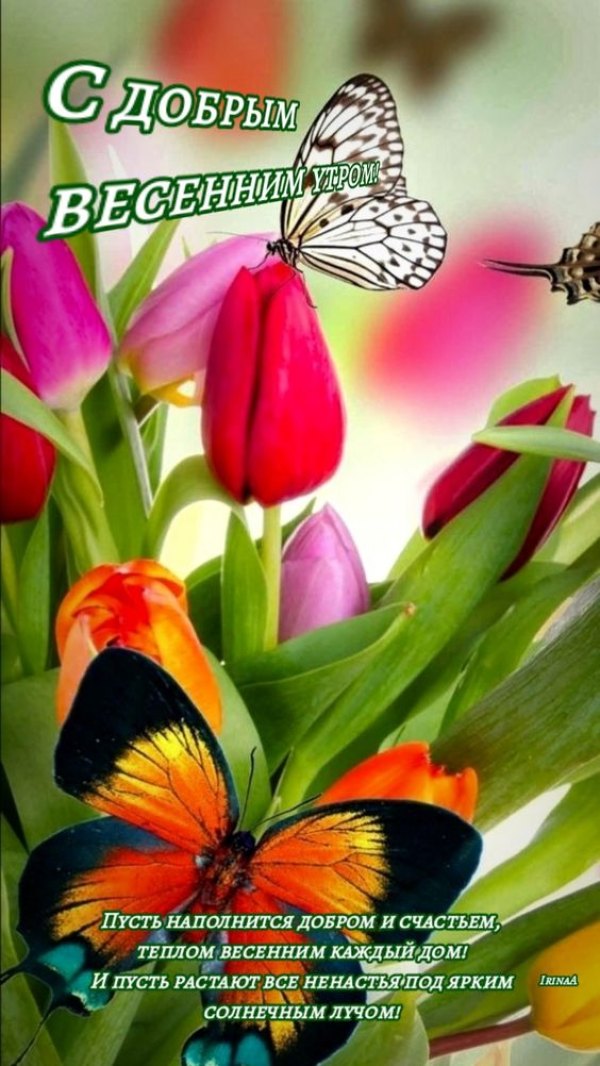 Изображение №63 564x1002 «С добрым весенным утром, бабочки и тюльпаны» из коллекции «Открытки «С добрым весенним утром!»»