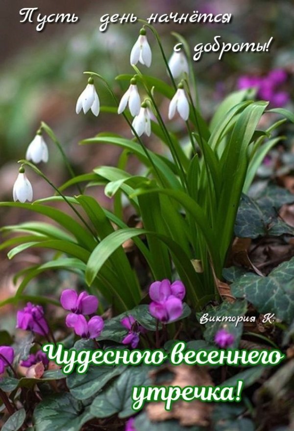Изображение №4 564x825 «Чудесного весеннего утречка! Пусть день начнется с доброты!» из коллекции «Открытки «С добрым весенним утром!»»