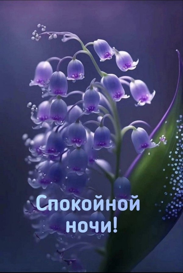 Изображение №14 1080x1609 из коллекции «Весенние открытки «Спокойной доброй ночи!»»