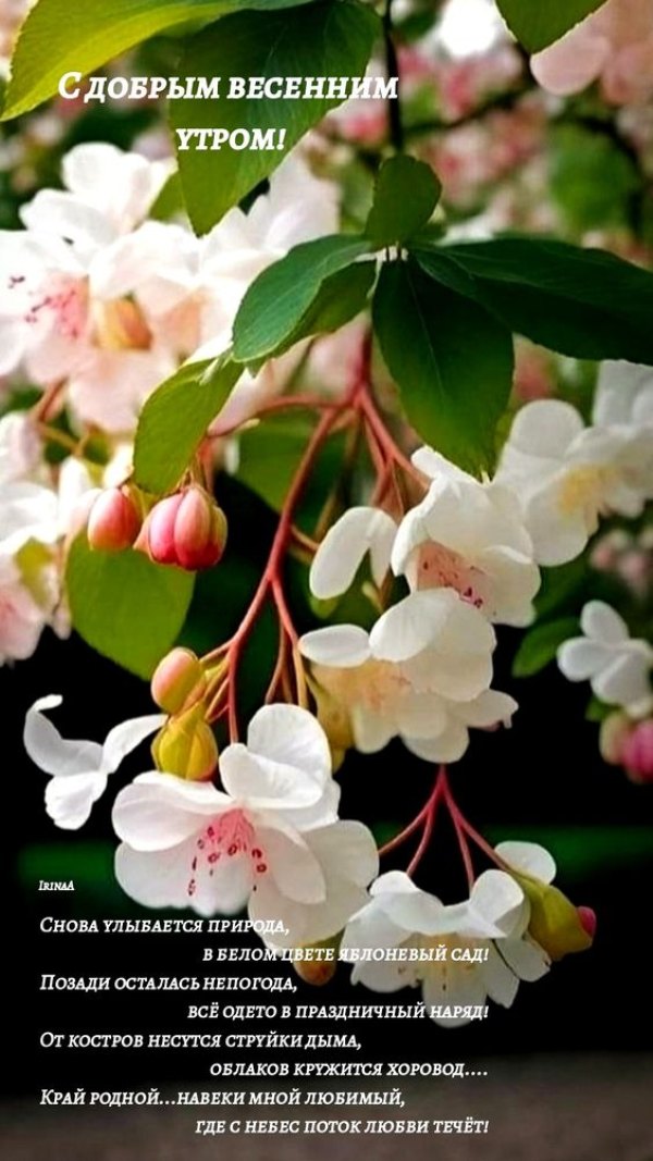 Изображение №65 564x1003 из коллекции «Открытки «С добрым весенним утром!»»