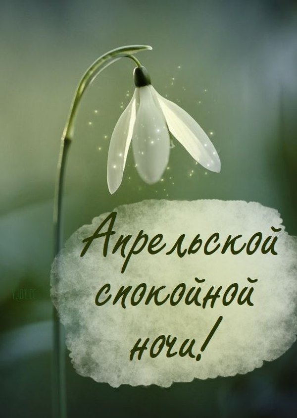 Изображение №48 560x788 «Апрельской спокойной ночи!» из коллекции «Весенние открытки «Спокойной доброй ночи!»»