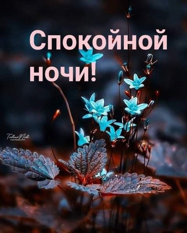 Изображение №52 480x600 из коллекции «Весенние открытки «Спокойной доброй ночи!»»