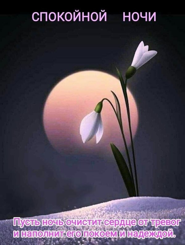 Изображение №8 735x973 из коллекции «Весенние открытки «Спокойной доброй ночи!»»