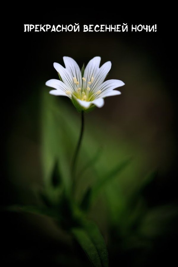 Изображение №58 564x846 «Прекрасной весенней ночи!» из коллекции «Весенние открытки «Спокойной доброй ночи!»»