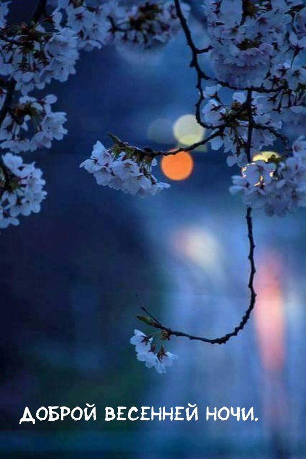 Изображение №45 800x1200 «Картинка Доброй весенней ночи!» из коллекции «Весенние открытки «Спокойной доброй ночи!»»