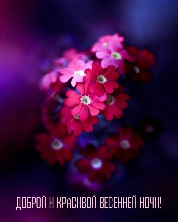 Изображение №60 736x919 «Открытка Доброй и красивой весенней ночи!» из коллекции «Весенние открытки «Спокойной доброй ночи!»»