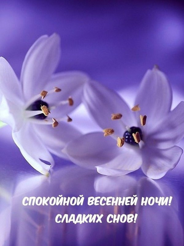 Изображение №53 604x809 «Спокойной весенней ночи! Сладких снов!» из коллекции «Весенние открытки «Спокойной доброй ночи!»»