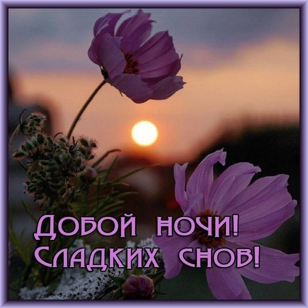 Изображение №49 736x736 «Доброй ночи! Сладких снов! Цветы и закат.» из коллекции «Весенние открытки «Спокойной доброй ночи!»»