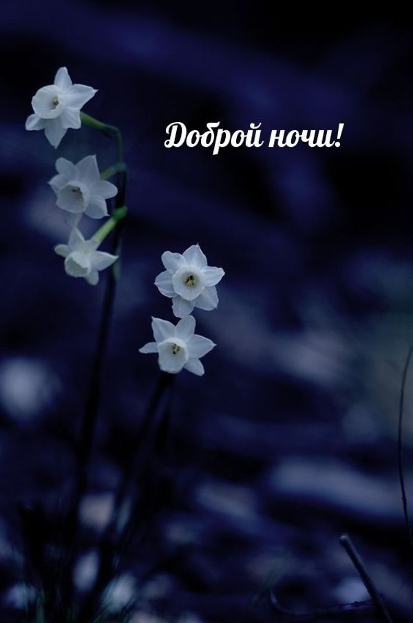 Изображение №47 564x850 из коллекции «Весенние открытки «Спокойной доброй ночи!»»
