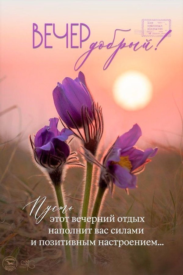 Изображение №58 736x1104 «Вечер добрый! Пусть этот вечерний отдых наполнит вас силами и позитивом.» из коллекции «Весенние открытки «Хорошего доброго вечера!»»
