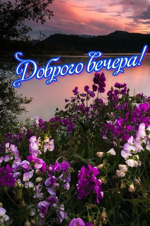 Изображение №54 736x1108  из коллекции «Весенние открытки «Хорошего доброго вечера!»»