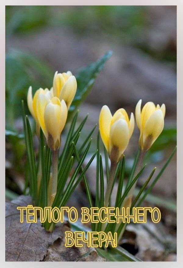 Изображение №16 600x880 «Теплого весеннего вечера!» из коллекции «Весенние открытки «Хорошего доброго вечера!»»
