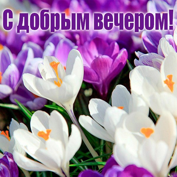 Изображение №77 1080x1080 «Картинка С добрым вечером!» из коллекции «Весенние открытки «Хорошего доброго вечера!»»