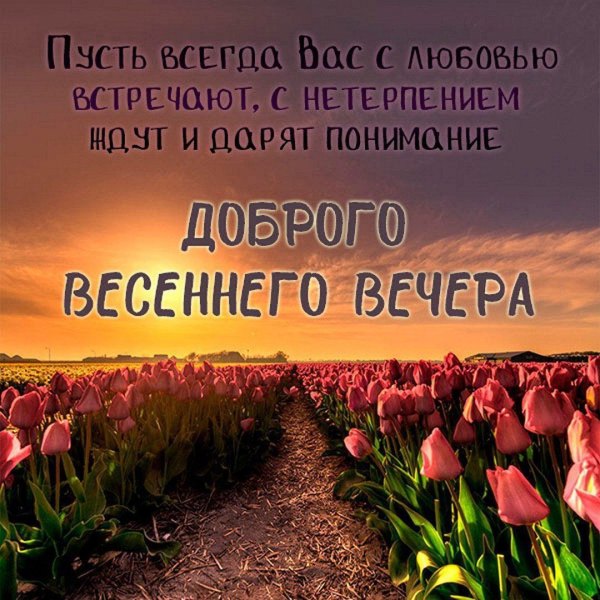 Изображение №75 1080x1080 «Доброго весеннего вечера! Поле тюльпанов.» из коллекции «Весенние открытки «Хорошего доброго вечера!»»