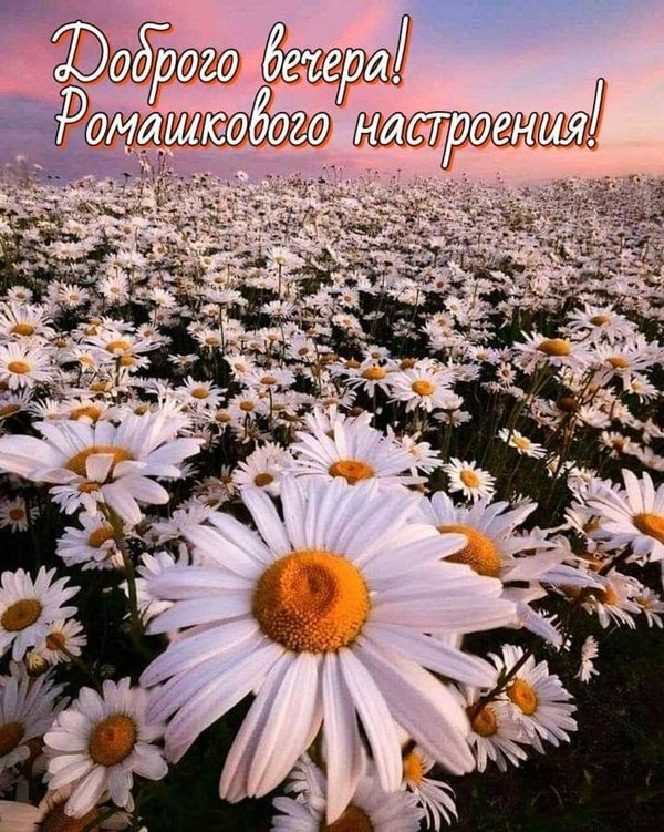 Изображение №65 720x901 «Доброго вечера! Ромашкового настроения!» из коллекции «Весенние открытки «Хорошего доброго вечера!»»
