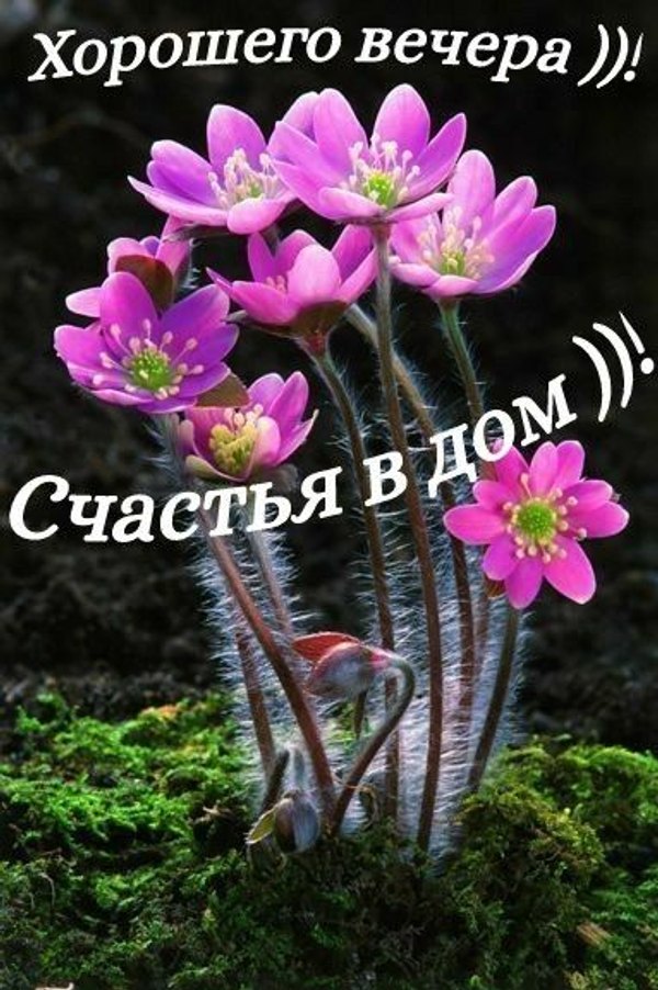 Изображение №22 383x576 «Хорошего вечера! Счастья в дом!» из коллекции «Весенние открытки «Хорошего доброго вечера!»»