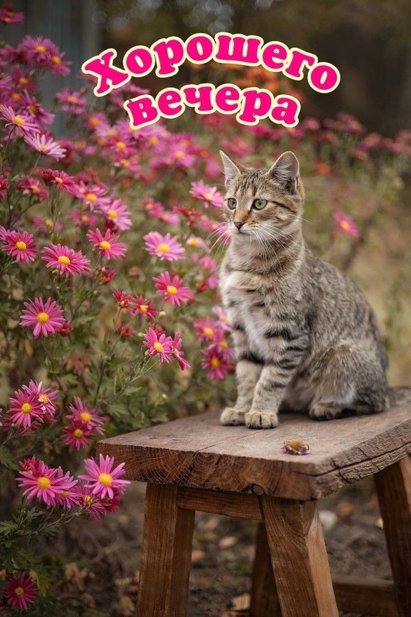 Изображение №51 720x1080 «Картинка Хорошего вечера! Кот.» из коллекции «Весенние открытки «Хорошего доброго вечера!»»