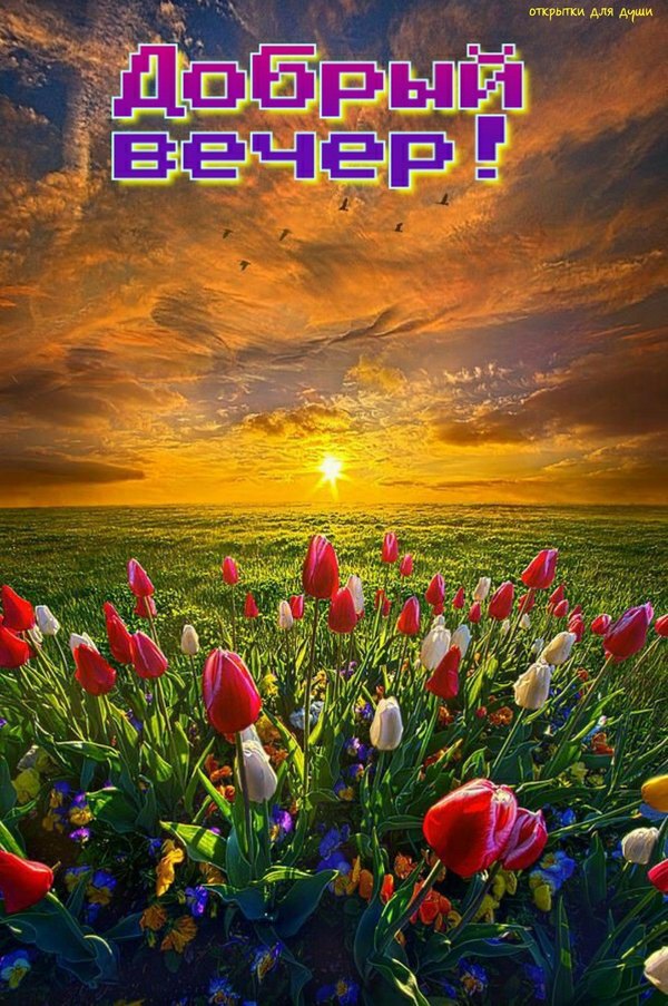 Изображение №74 1080x1625 «Добрый вечер! Тюльпаны, закат, пейзаж весны.» из коллекции «Весенние открытки «Хорошего доброго вечера!»»