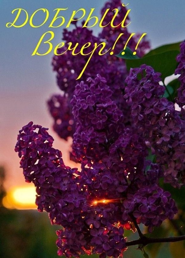 Изображение №78 533x740  из коллекции «Весенние открытки «Хорошего доброго вечера!»»