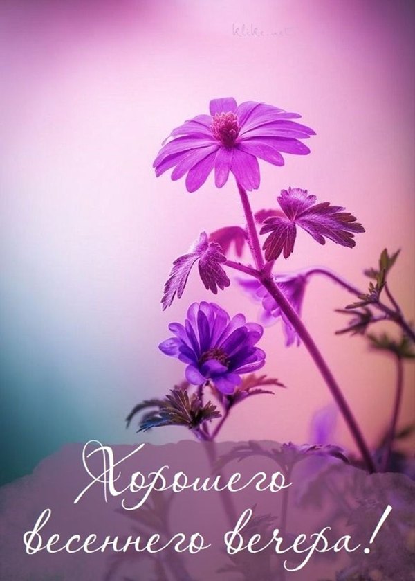 Изображение №76 858x1200 «Открытка Хорошего весеннего вечера!» из коллекции «Весенние открытки «Хорошего доброго вечера!»»