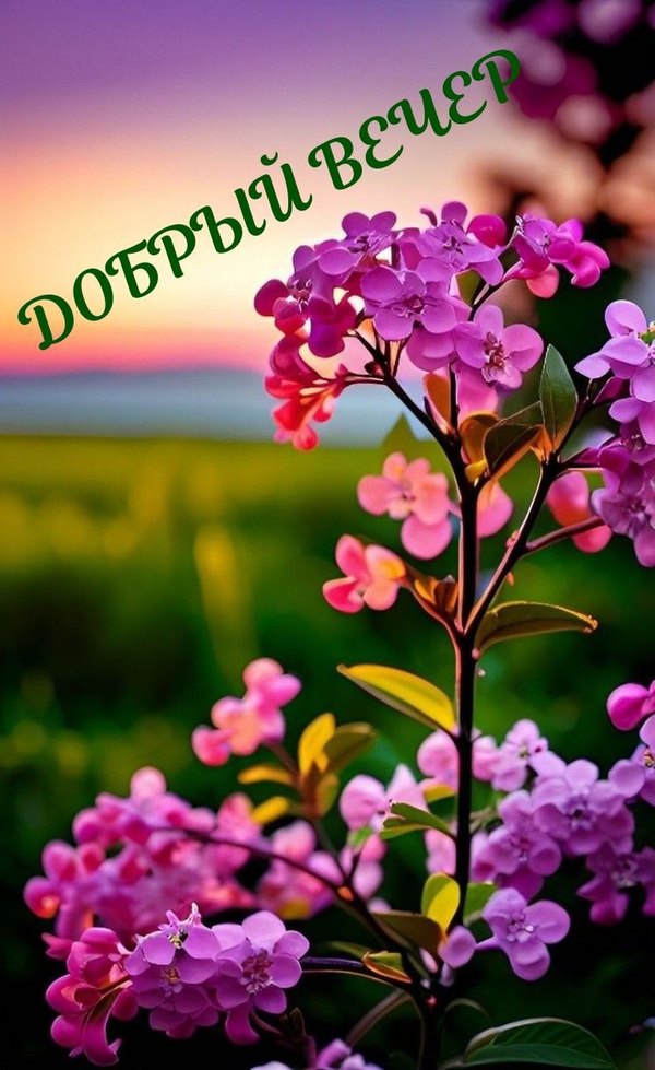 Изображение №71 745x1216  из коллекции «Весенние открытки «Хорошего доброго вечера!»»