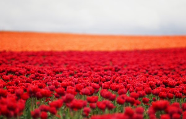 Изображение №41 7593x4846 «Поле красных тюльпанов 8k» из коллекции «Обои Тюльпаны»