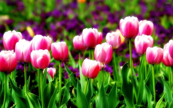 Изображение №50 2560x1600 «Яркая картинка с тюльпанами, цветы» из коллекции «Обои Тюльпаны»