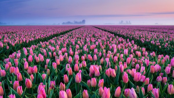 Изображение №14 1920x1080 «Тюльпановый рай, поле цветов» из коллекции «Обои Тюльпаны»