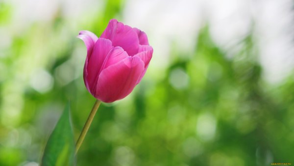 Изображение №39 1920x1080 «Один розовый тюльпан, зеленый фон, весна» из коллекции «Обои Тюльпаны»