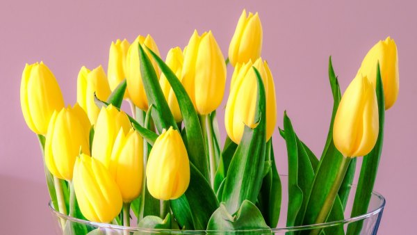 Изображение №3 1920x1080 «Желтые цветы тюльпаны» из коллекции «Обои Тюльпаны»