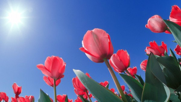 Изображение №45 1920x1080 «Розовые тюльпаны, солнечное небо» из коллекции «Обои Тюльпаны»