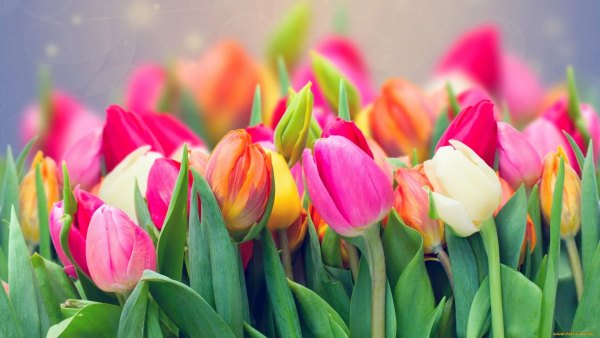 Изображение №5 1920x1080 «Красивые тюльпаны» из коллекции «Обои Тюльпаны»