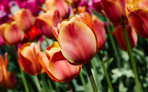 Изображение №12 1920x1200 «Красивые тюльпаны» из коллекции «Обои Тюльпаны»