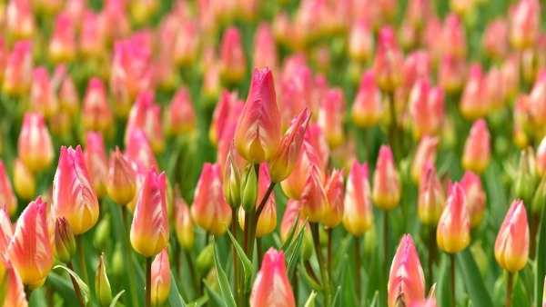 Изображение №21 1920x1080 «Тюльпан бутоны» из коллекции «Обои Тюльпаны»